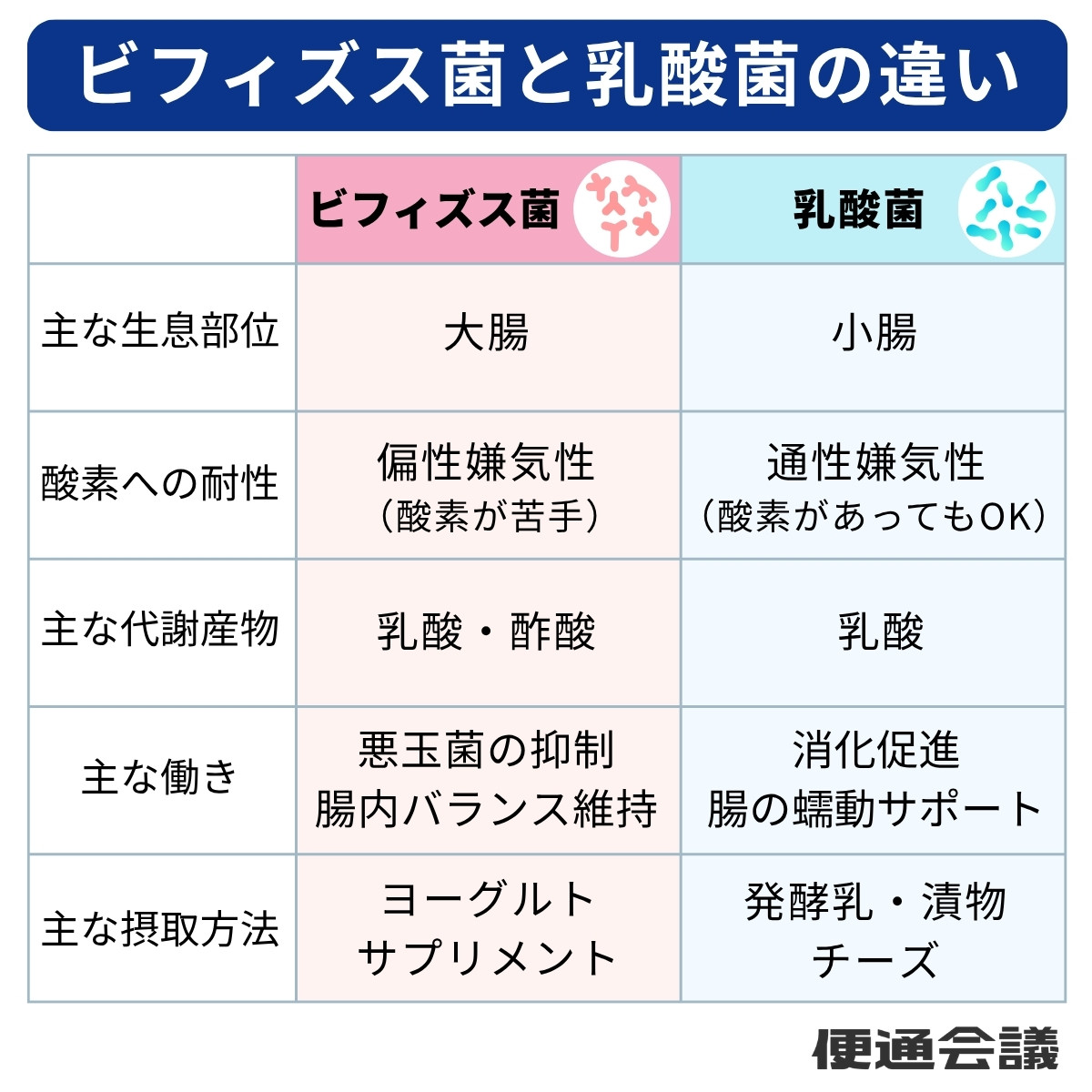 ビフィズス菌と乳酸菌の違い