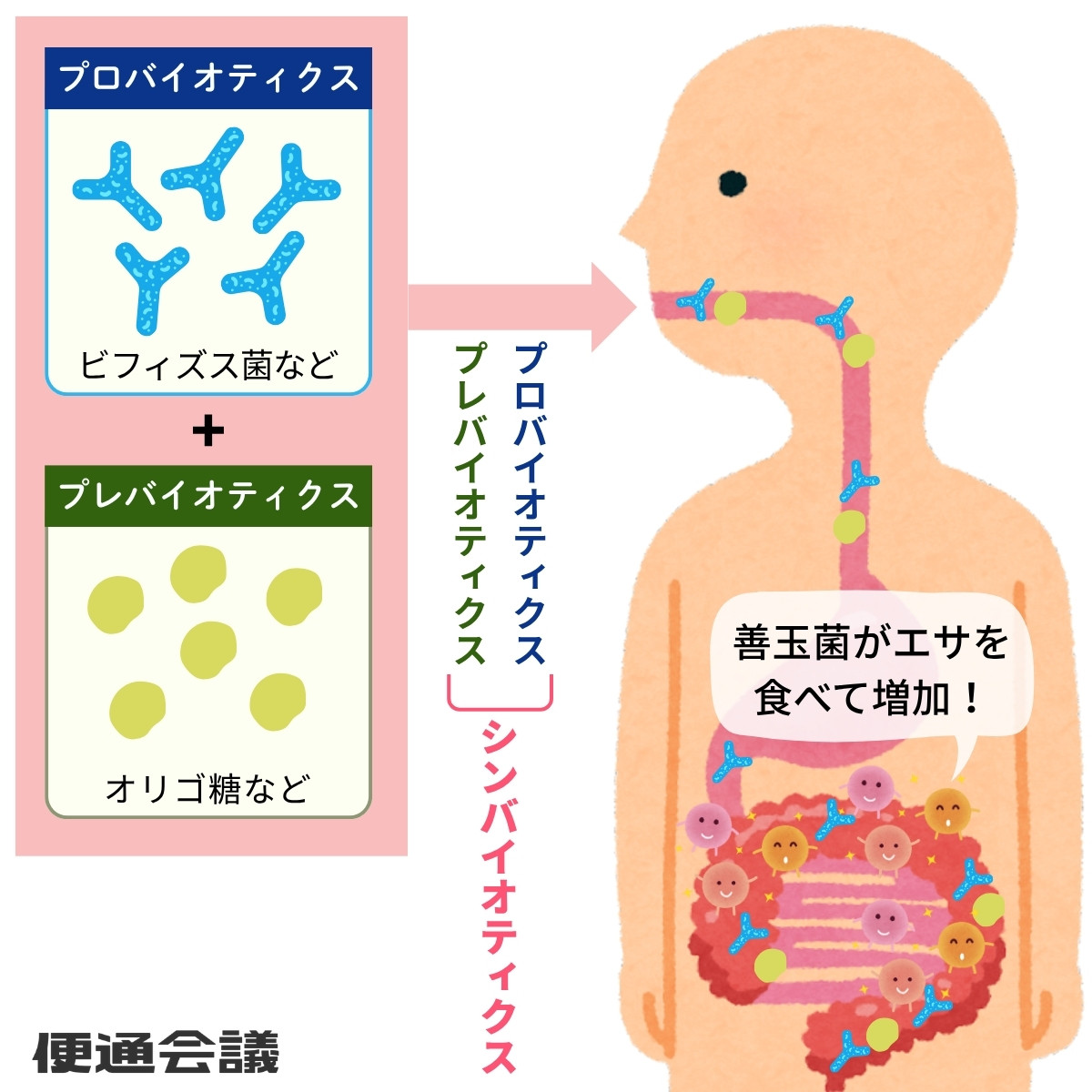 プレバイオティクスとプロバイオティクスの違いとシンバイオティクスの効果