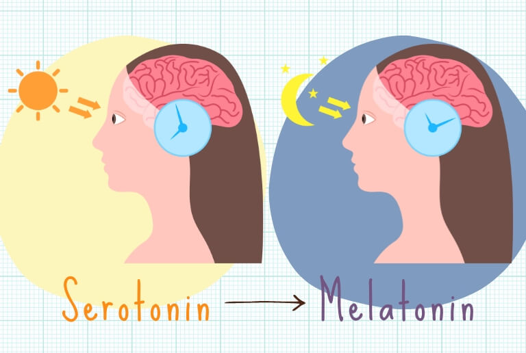 メラトニンは、日中に生成される“幸せホルモン”とも呼ばれるセロトニンから作られます