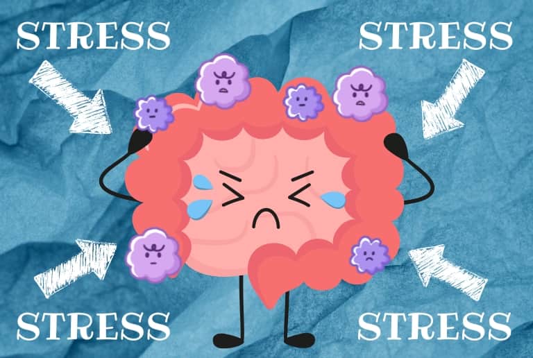 ストレスによる腸内環境の乱れにより腸管粘膜バリア機能が低下