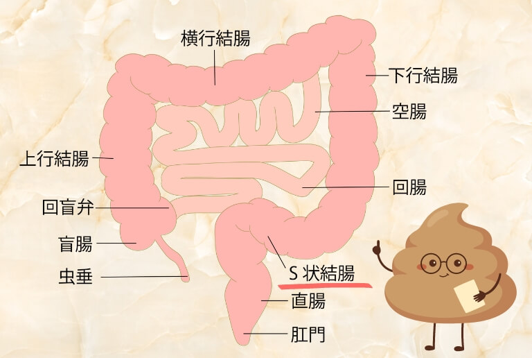 便秘と腹痛の関係は？便秘が続くとお腹が痛くなる理由