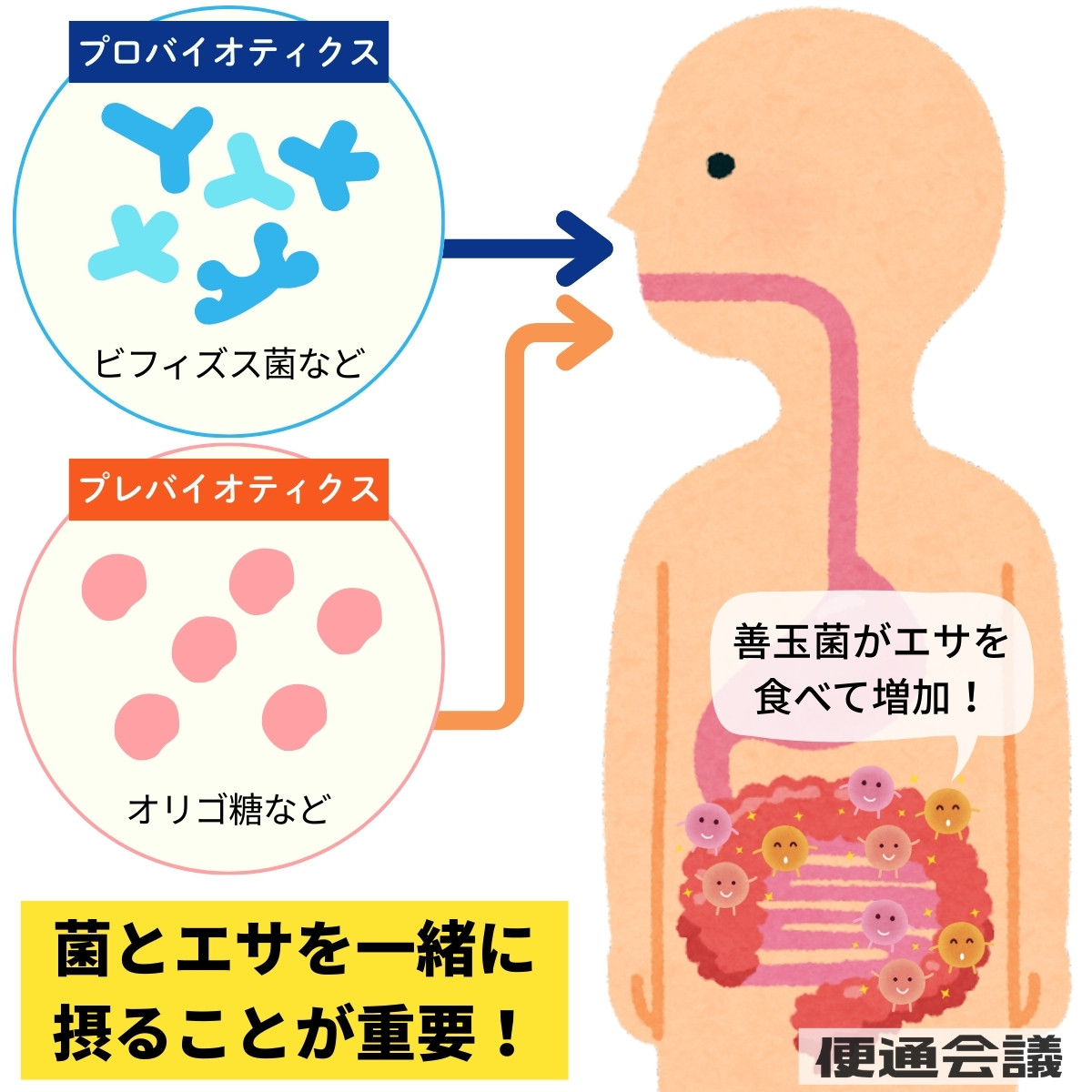 ビフィズス菌とオリゴ糖を同時に摂ることが大切
