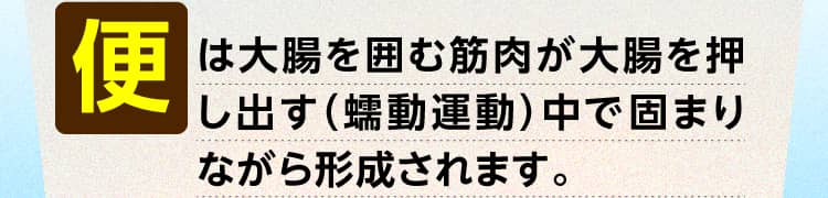 便は大腸を囲む筋肉が大腸を押し出す（蠕動運動）中で固まりながら形成されます。