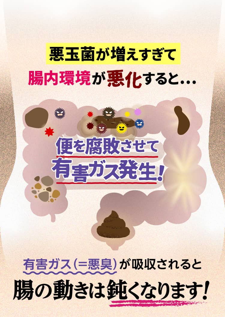 悪玉菌が増えすぎて腸内環境が悪化すると…便を腐敗させて有害ガス発生！有害ガス（＝悪臭）が吸収されると腸の動きは鈍くなります!