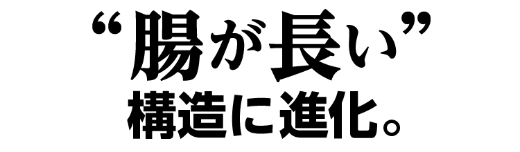 腸が長い構造に進化。