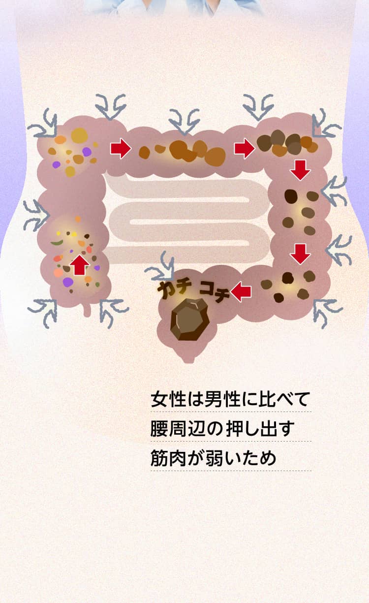 女性は男性に比べて大腸周辺の押し出す筋肉が弱いため便秘になりやすい!
